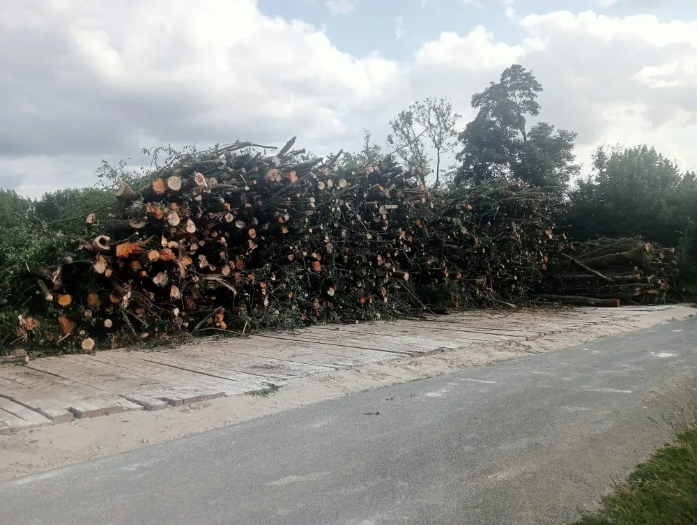 exploitation forestière